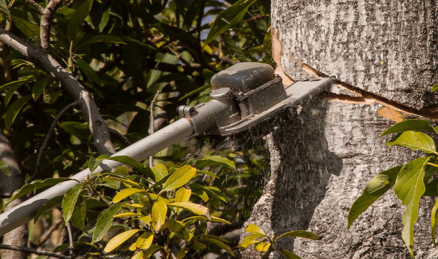 TREE CUTTING